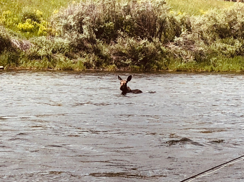 Montana Fishing Outfitters-赫勒拿必去景点