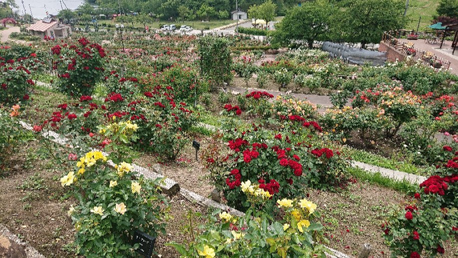 Higashizawa Rose Park景点图片