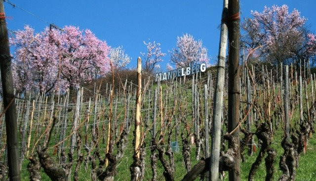 Baumann-Zirgel Vin d'Alsace景点图片