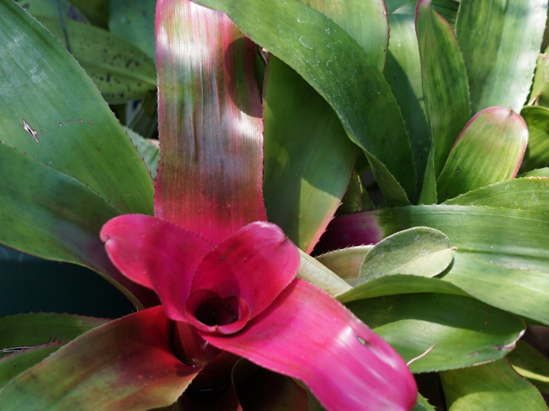 Washington Park Botanical Gardens-斯普林菲尔德必去景点