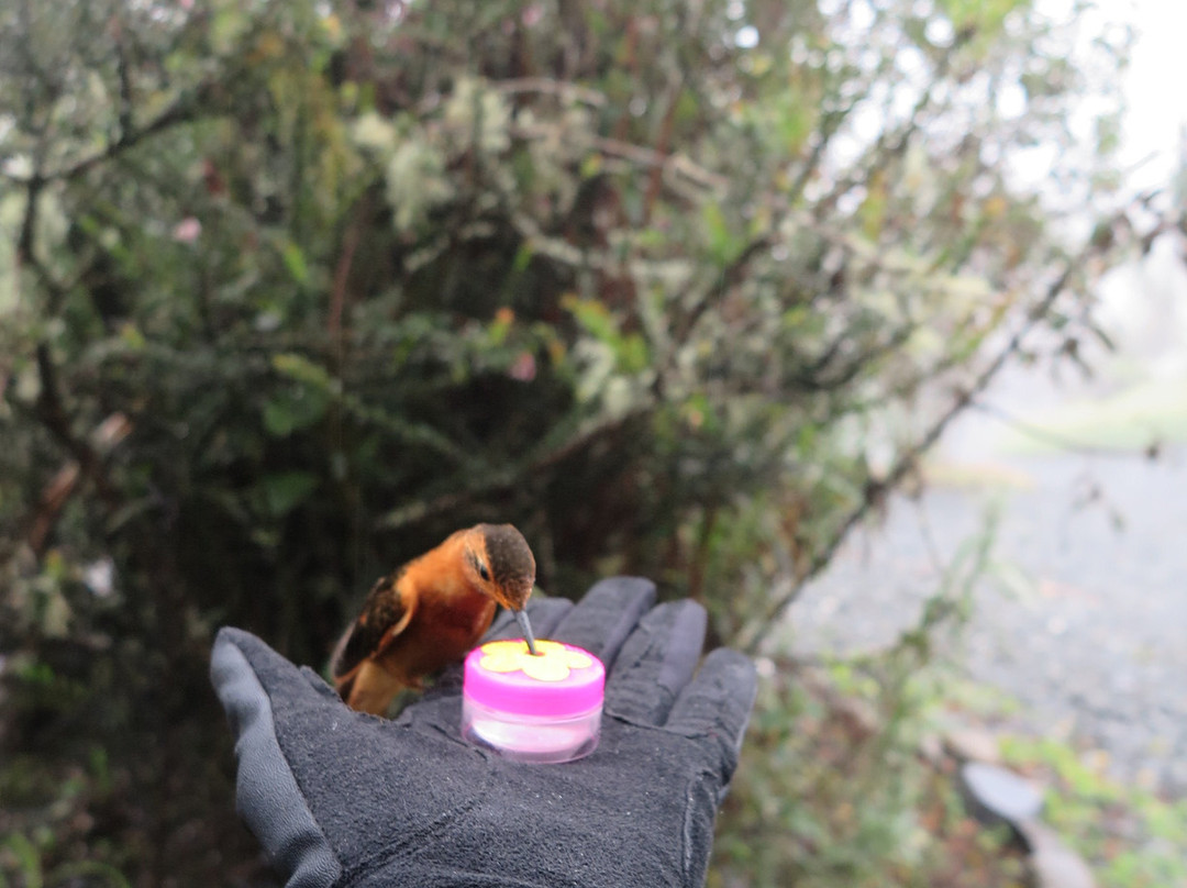 Hotel Termales Del Ruiz主图