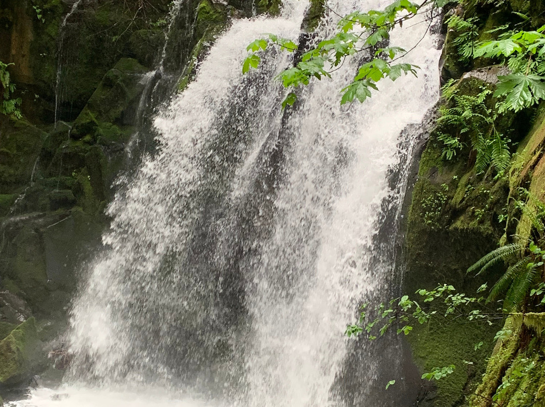 McDowell Creek Falls景点图片