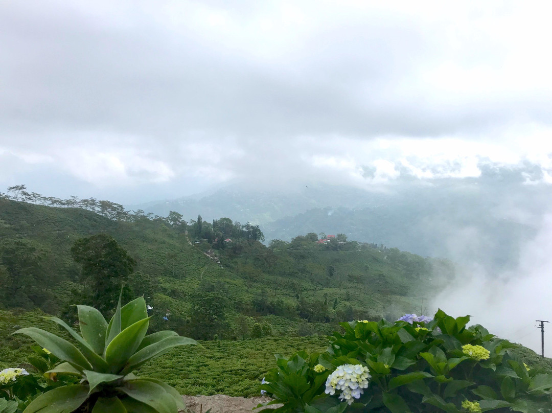 Ging Tea House主图