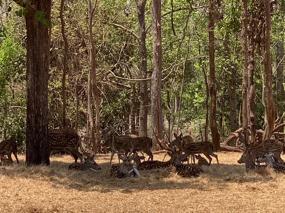 Deer Park景点图片