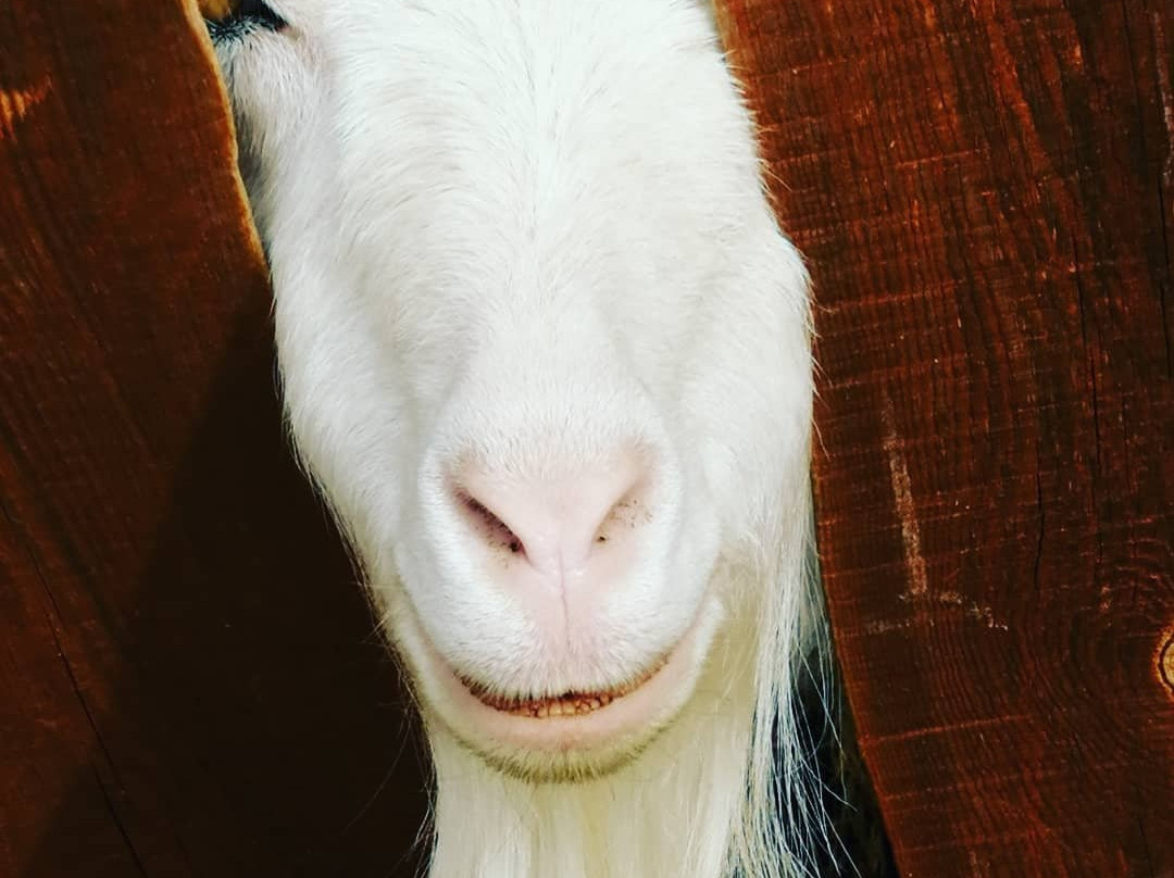 Ostrich Valley-Sarafanovo必去景点