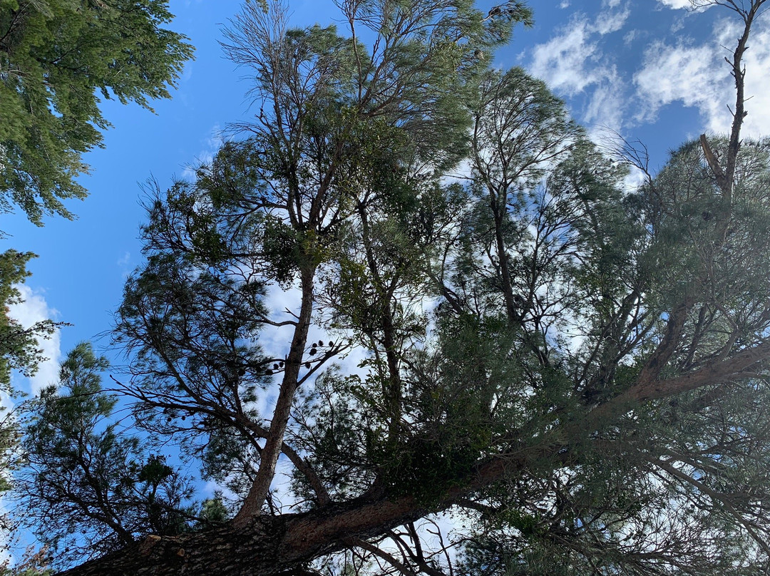 Flowers of Crete-Elounda必去景点