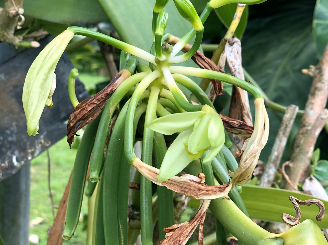 Plantation Beauvallon-Le Morne-Rouge必去景点