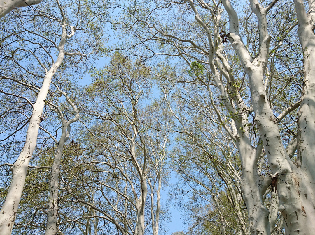 珞珈山-武汉市必去景点