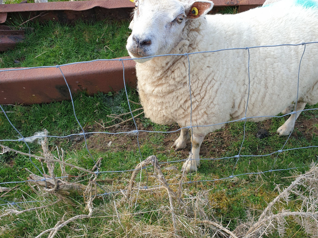 Glengowla Mines & Family Farm Experience-Oughterard必去景点