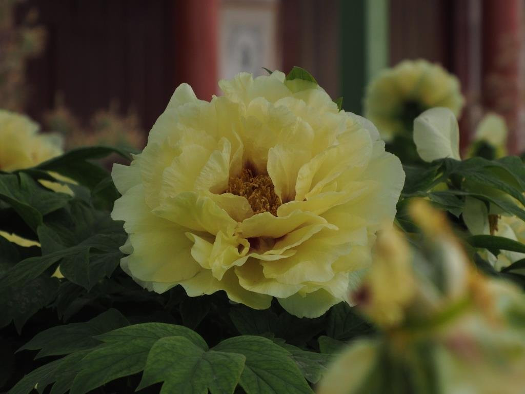 牡丹公园-洛阳市必去景点