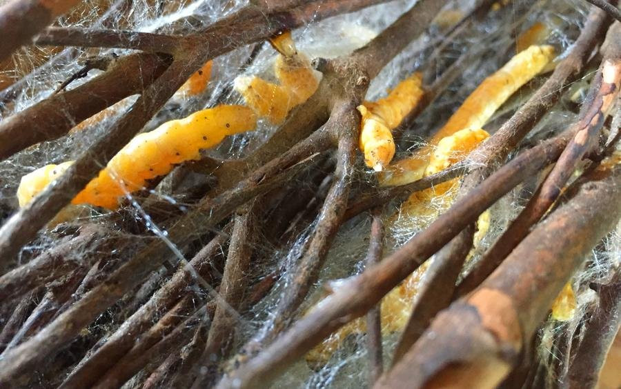 Amazing Cambodia Cruise & Tours-金边必去景点