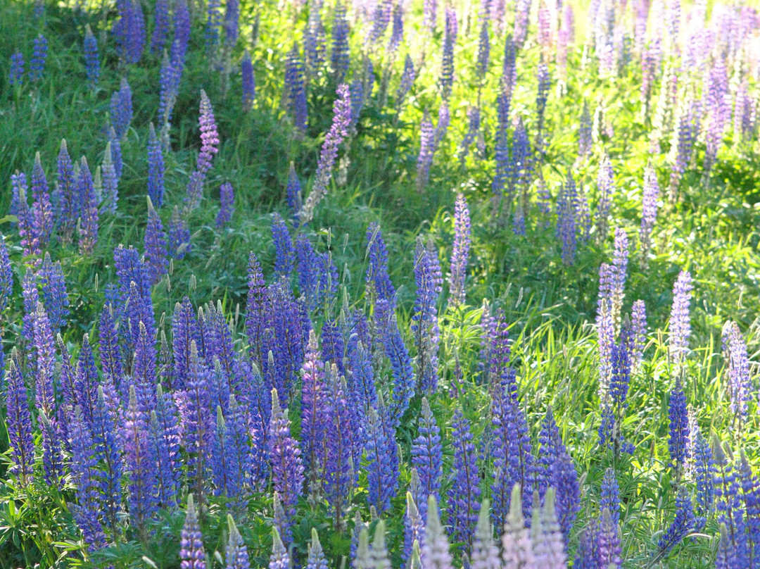 Dominion Hill Country Inn主图