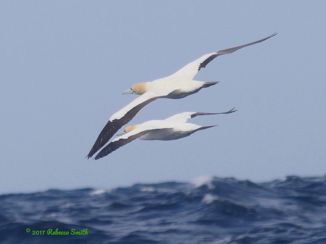 Archaeopteryx Birding and Nature Tours景点图片
