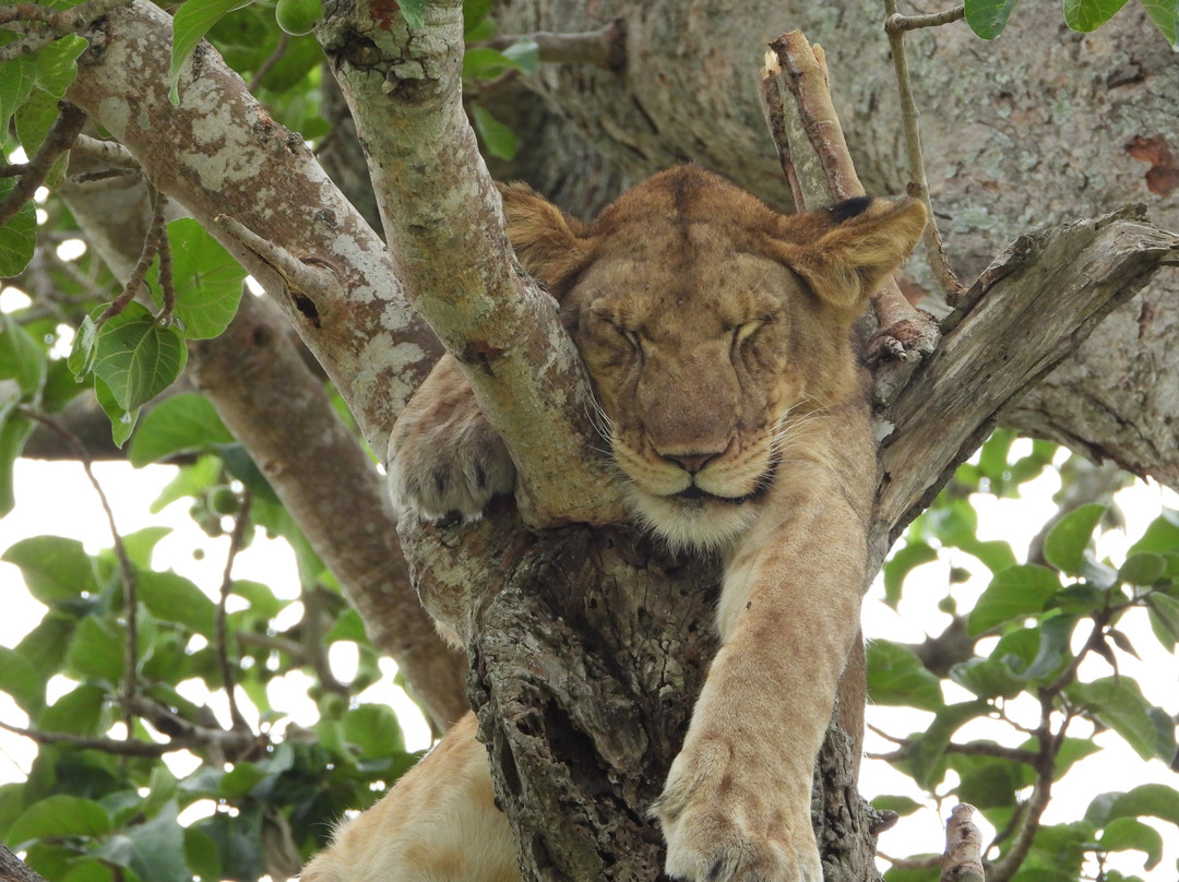 BushBaby Safaris - Day Tours-丹地必去景点