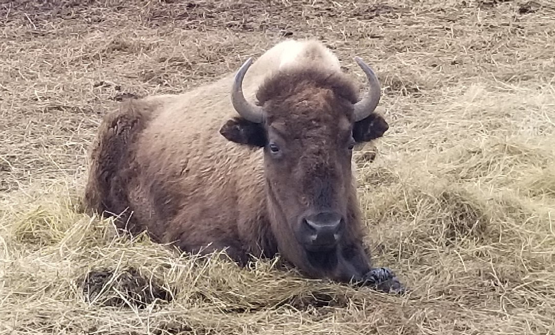 Wild Winds Buffalo Preserve景点图片