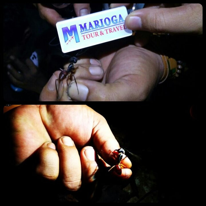 Bangkirai Hill Nature Tourism-巴厘巴板必去景点