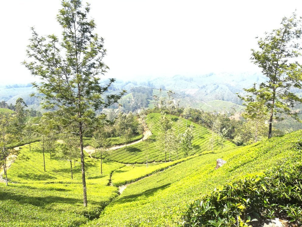Trek Munnar景点图片