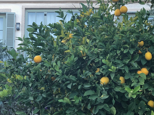 奥拉夫亚酒店主图