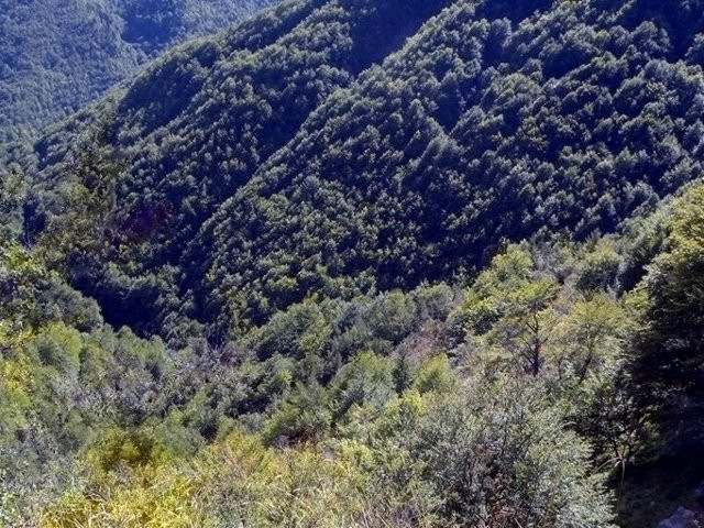 Nella Foresta di San Gerbone景点图片