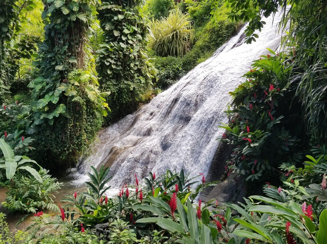 Shaw Park Gardens & Waterfalls景点图片