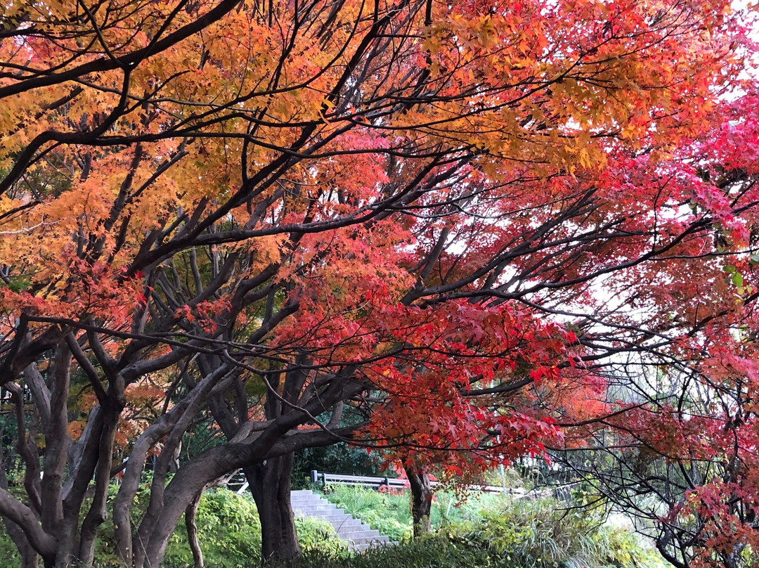 Tatsutagawa Walking Path景点图片