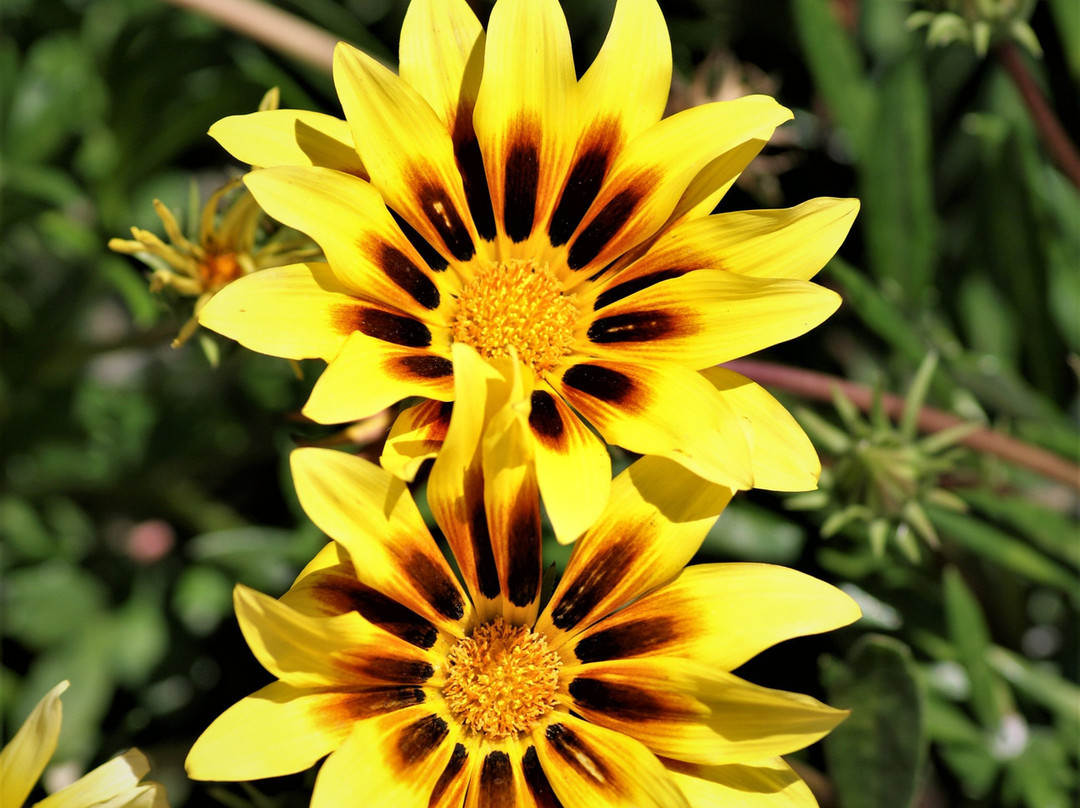 Ceduna Motor Inn主图