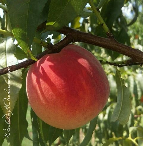 Wind Drift Orchards-Harrah必去景点