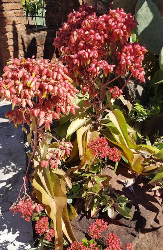 Posada y Restaurante Stella Mary y Rafael主图