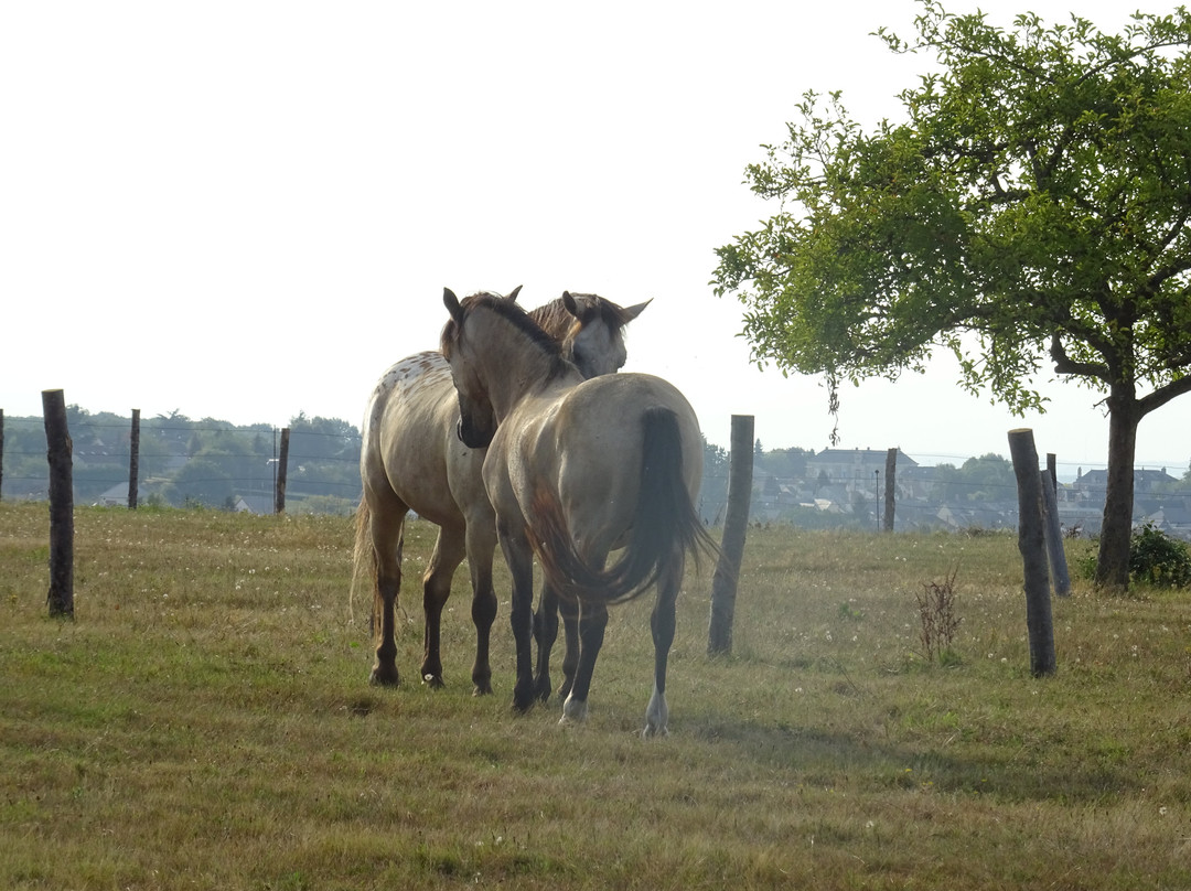 Parigne Cheval Aventures景点图片