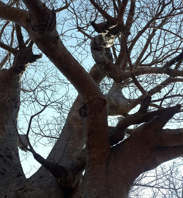 Sunland Big Baobab-Duiwelskloof必去景点