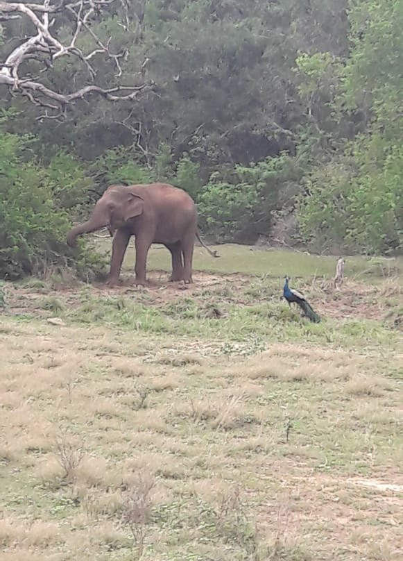 Ajith Diamond Tours-Hambantota必去景点