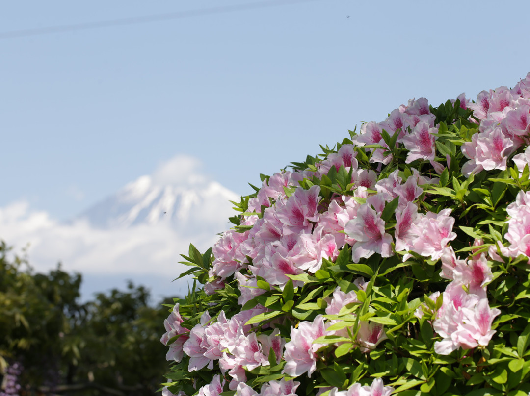 Shimonobo Temple-富士宫市必去景点