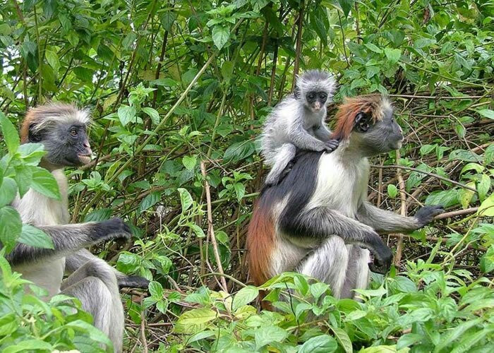 Attractions Africa Tours and Travel-开普敦中心区必去景点