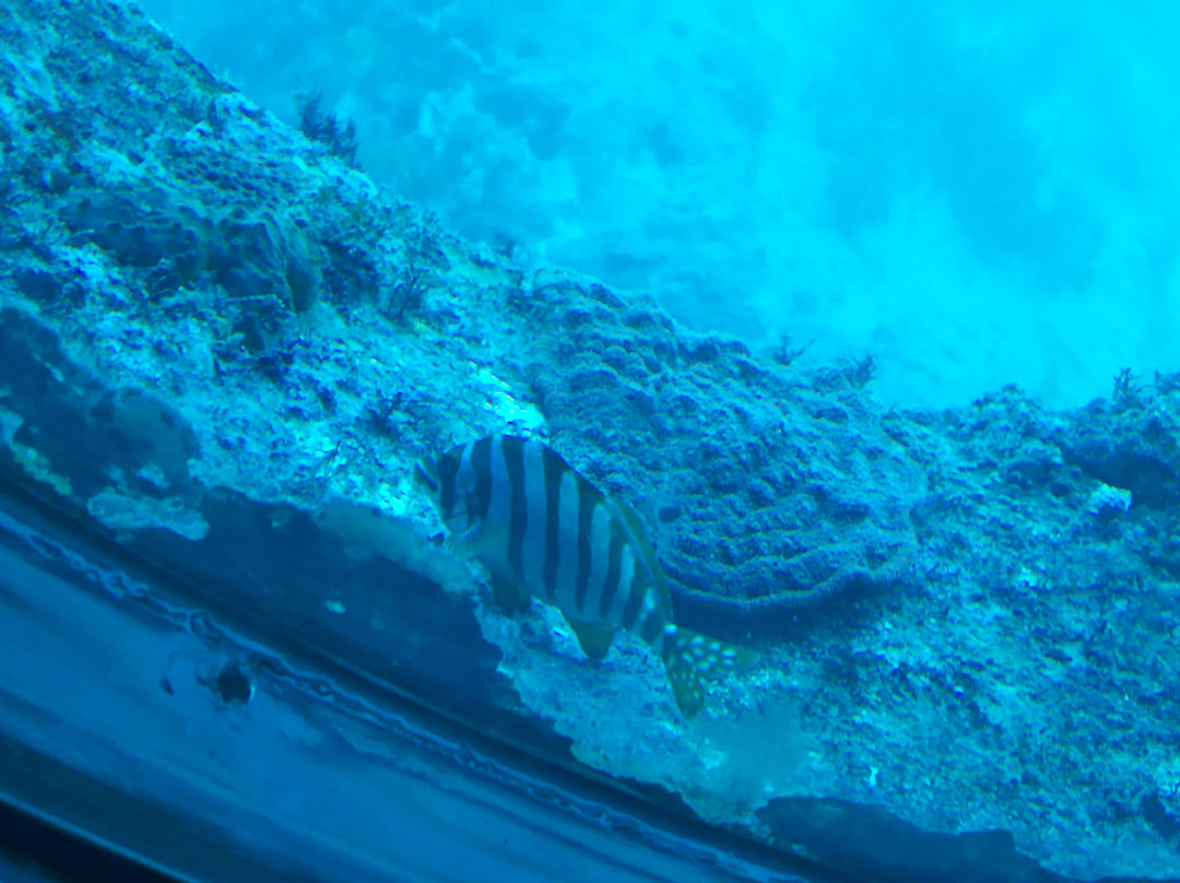 Ashizuri Underwater Aquarium