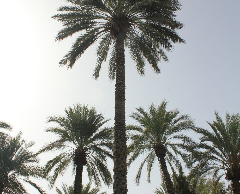 Golshan Garden باغ گلشن-Tabas必去景点