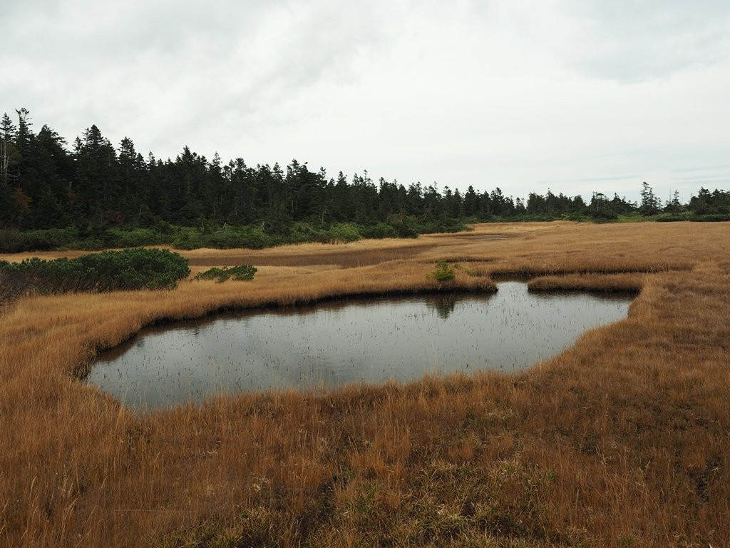 Kuroyachi Wetland-八幡平市必去景点