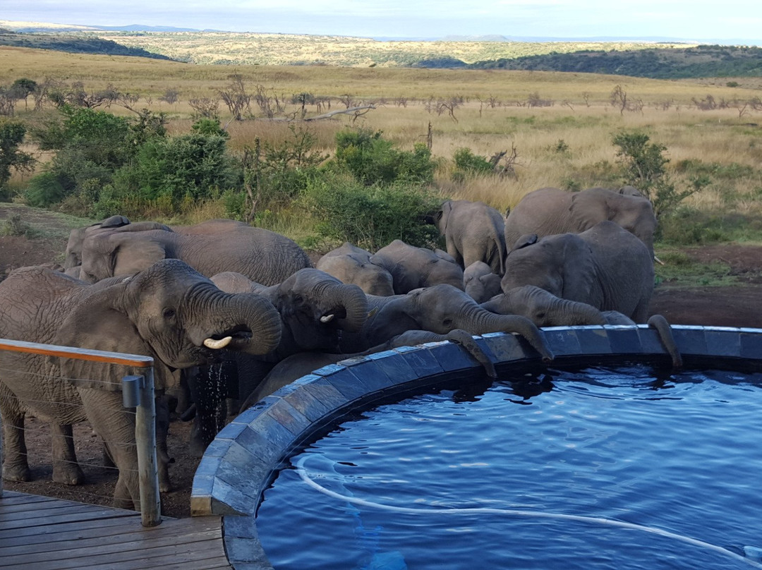 Nambiti Plains Private Game Lodge主图