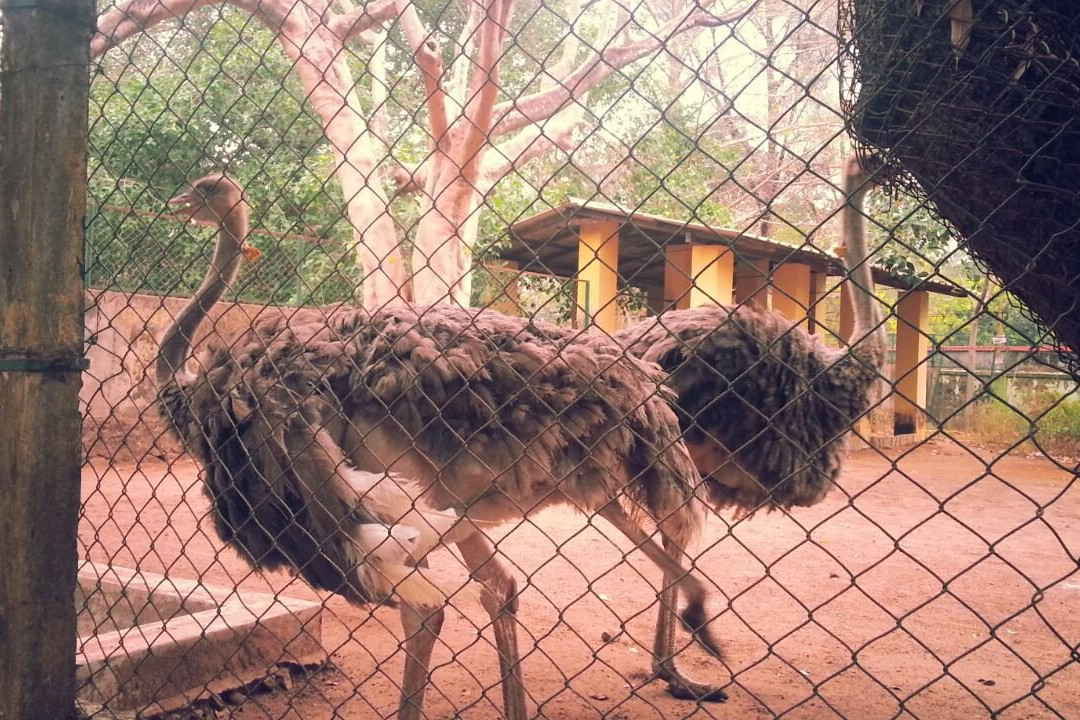 Thrissur Zoo & Museum景点图片