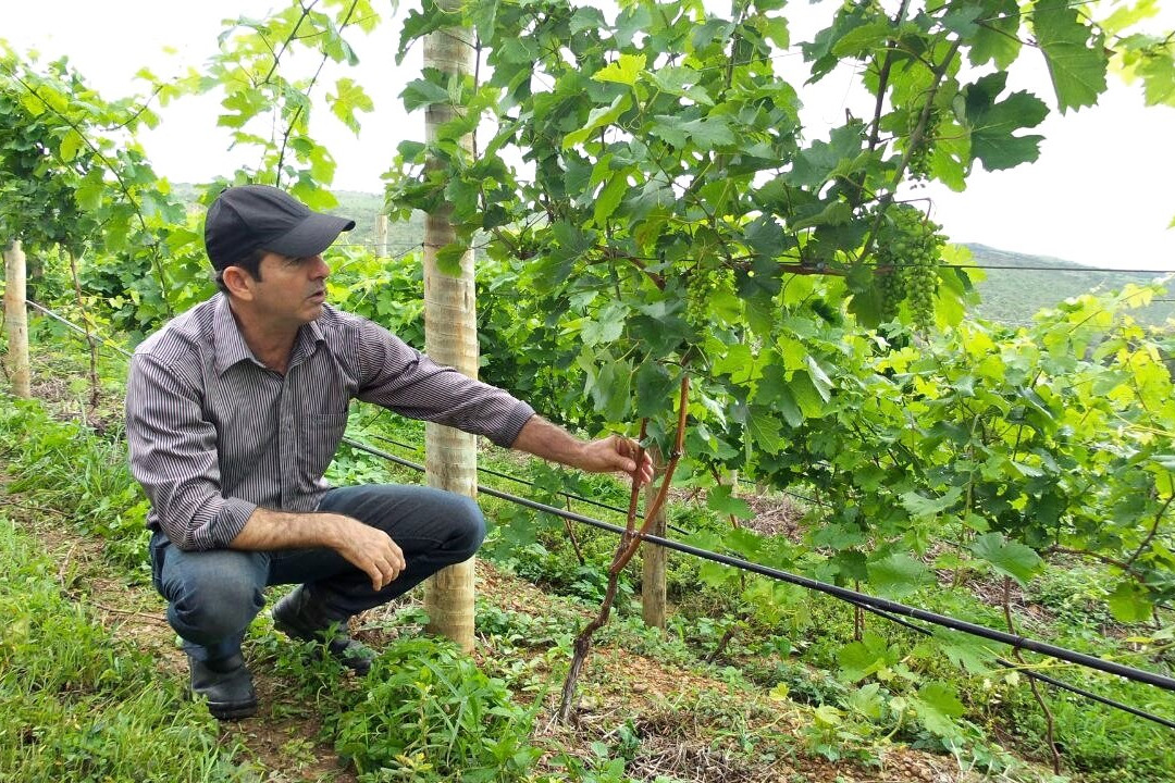 Alexania旅游景点-Vinhedo Girassol