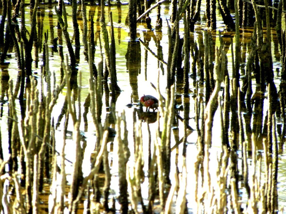 Mangrove Boardwalk Mida Creek景点图片