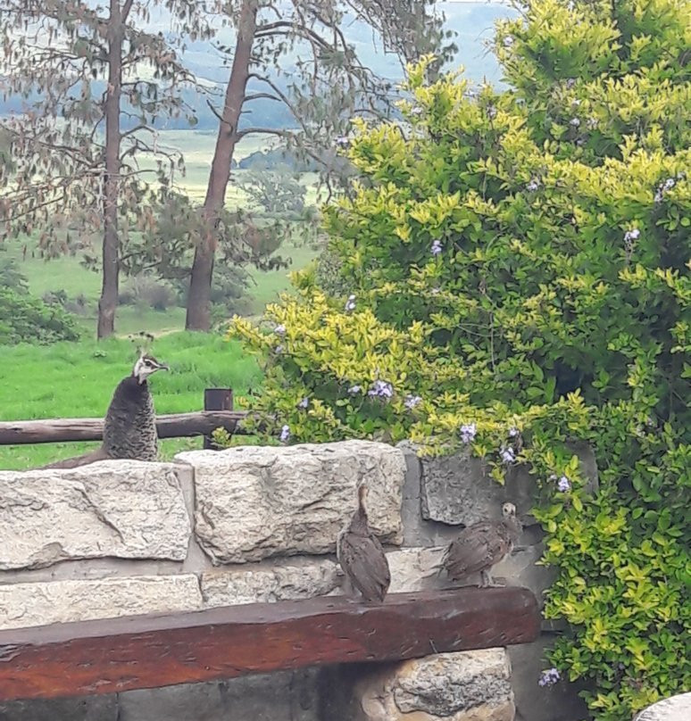 Petra's Country Guesthouse主图