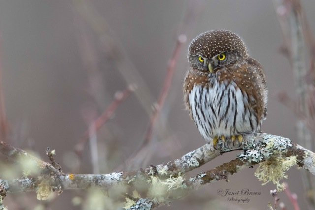 Canwest Art Gallery on the Lake-哈里逊温泉必去景点
