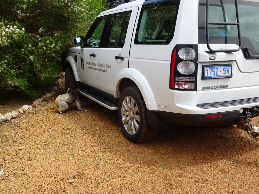 Kangaroo Island Wilderness Tours-袋鼠岛必去景点