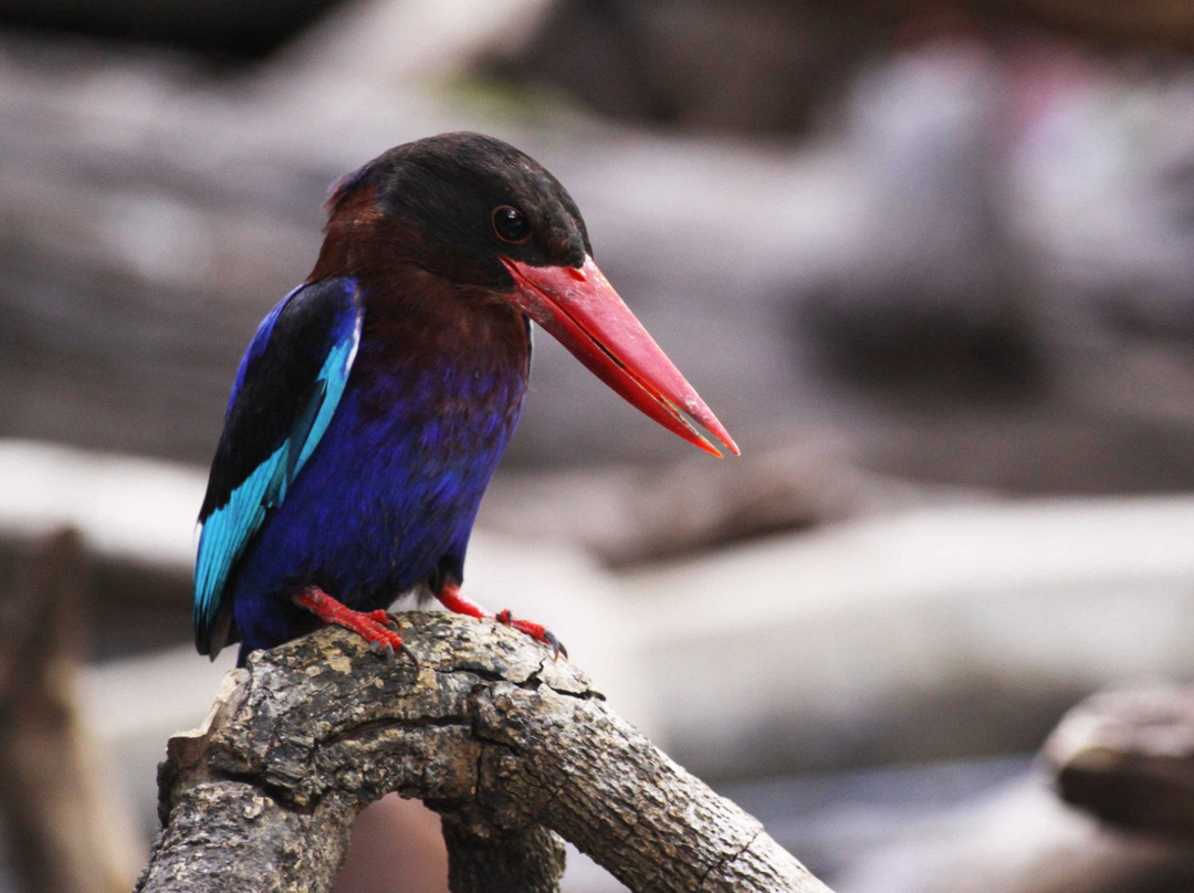 Birdpacker Birding Tours Baluran-巴纽旺宣必去景点