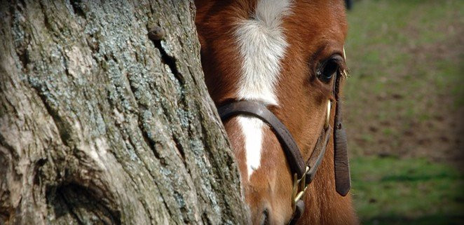 Hagyard Equine Medical Institute-列克星敦必去景点
