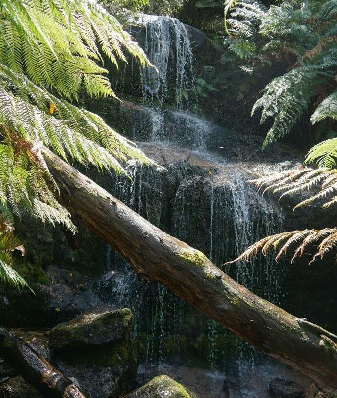 Streatham旅游景点-Ferntree Falls