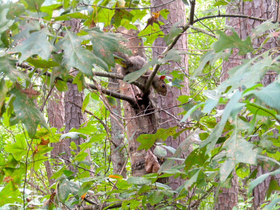 Wannamaker County Park景点图片