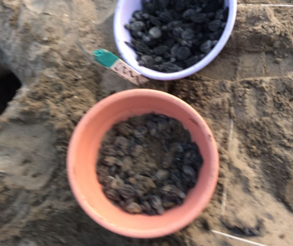 ECOT-Troncones必去景点