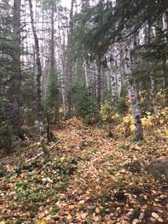 Purden Lake Provincial Park景点图片