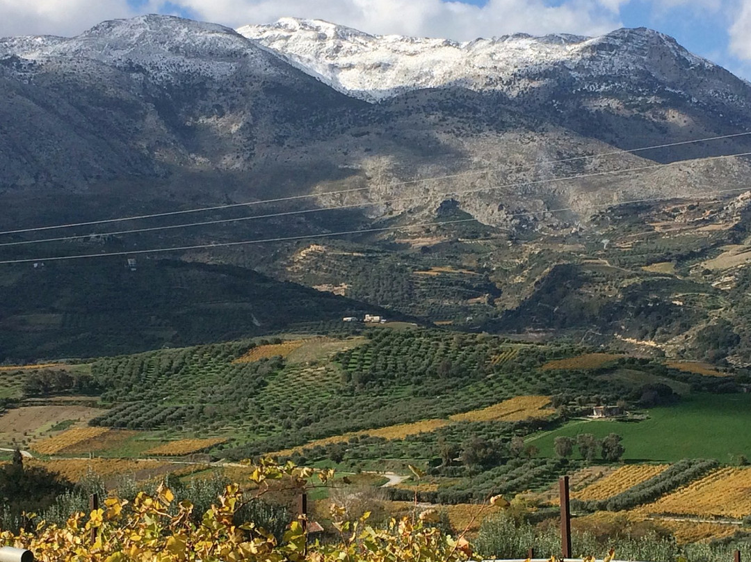 Diamantakis Winery-伊拉克利翁必去景点